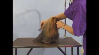 Grooming Yorkshire Terrier  Top Knot  Pet Grooming Studio Richmond Hill ON [upl. by Harihs]