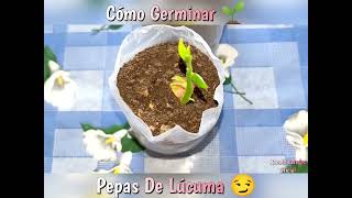 viral 😲Como Germinar Pepas De lucuma [upl. by Aihsekram816]