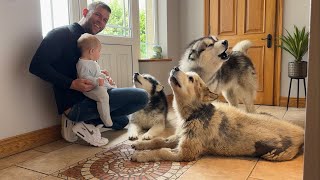 Adorable Baby Boy Teaches His Wolves To Howl Cutest Ever [upl. by Cleavland867]