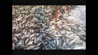 Fishing in Bangladesh Fish Farm Fishing BD Nabigonj [upl. by Verdie]