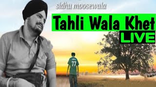 Sidhu Moose Wala New Song Tahli Wala Khet  Live  Bebak Kalam [upl. by Debbee9]