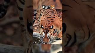 animals skinwalker tiger creepyfacts cute lion scary factvideo facts [upl. by Karel]