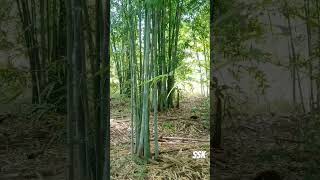 Bamboo farm bamboo [upl. by Remas]