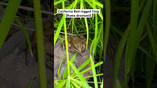 California Redlegged Frog californiaherping amphibian frog wildlife nature [upl. by Thea]