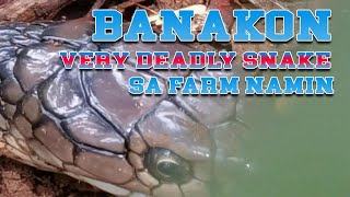 OMG BANAKON Nasa Farm Namin isang napakadeadly na SNAKE [upl. by Eurydice]