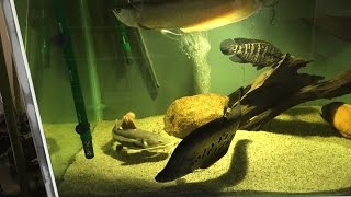 Fish room tour  Collection of my predator fish [upl. by Corbett300]