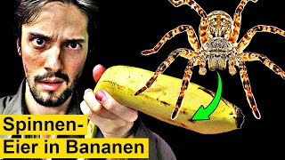 Gefährliche Spinneneier plötzlich in Bananen [upl. by Sadoc]