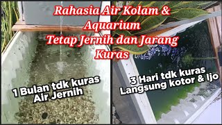 Efek Penggunaan Bakteri Pada Kolam Membuat Bening Terus [upl. by Bowra677]