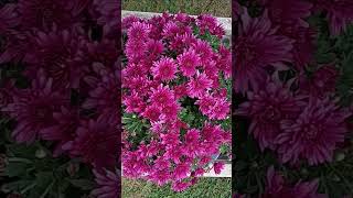 Colorful Chrysanthemums mum flowering plant closeup [upl. by Leila]