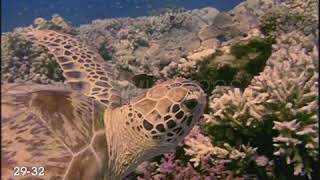 Underwater close up sea turtle swimming near bottom of ocean [upl. by Woodall124]