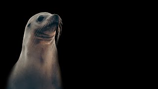 Seal Sound Effect HD [upl. by Idelson682]