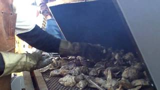 ROASTING OYSTERS [upl. by Ennovy]