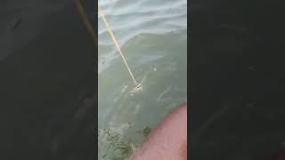 fishing fiish beachfishing fish filefish carp fihing carpfishing fiahing videogama [upl. by Harriot929]