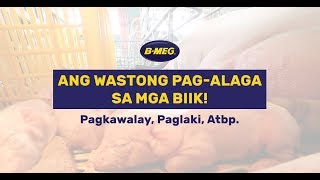 Ang wastong pagaalaga sa mga bagong panganak na biik [upl. by Schwenk]