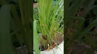 Lemongrass Cymbopogon natureherbsgarden [upl. by Wurst460]