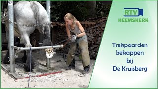 Bekappen van trekpaarden bij De Kruisberg [upl. by Matthias]