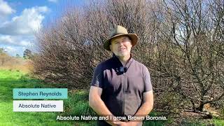 Reliable water helps boronia bloom in Thorpdale [upl. by Gus951]