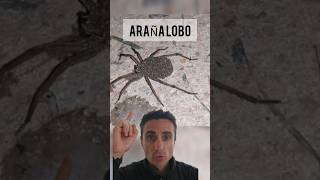 Nunca mates una Araña Lobo curiosidades supervivencia emergencia [upl. by Prem]