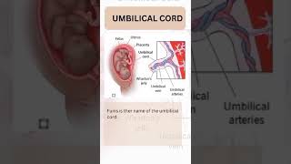 Umbilical Cord Norcet 08 image Base Question viral ytshorts [upl. by Oivalf]