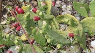 Opuntia humifusa  Feigenkaktus Eastern Prickly Pear [upl. by Macintosh]