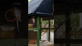 Love birds🤩🤩birds shortvideo shortsfeed [upl. by Filipe]