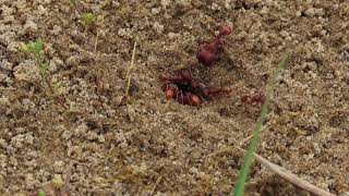 Florida Harvester Ant soldier and workers Pogonomyrmex badius [upl. by Onfroi]