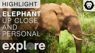 African Elephant Up Close and Personal  Live Cam Highlight [upl. by Lucien]