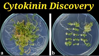 Cytokinin Discovery  Lec 52  Plant Physiology [upl. by Anoif863]