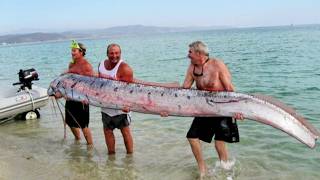 Le Régalec  à la recherche du serpent de mer géant [upl. by Braasch]