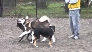 Husky Puppy VS Malamute Puppy [upl. by Ardnayek]