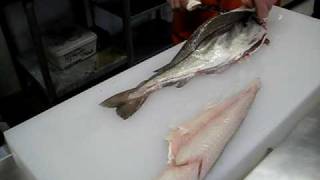 How to Fillet Haddock [upl. by Dexter]