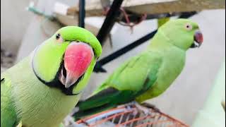 My parrots are laughing like humansmithu aaj insano ke tarh hass raha ha [upl. by Sewel353]