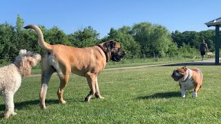 GENTLE GIANT English Mastiff at the Dog Park  180 Pound English Mastiff [upl. by Annekcm]