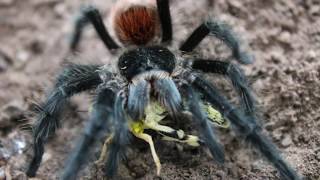 Grammostola Actaeon  Brazilian red rump  Brazilian woolly tarantula basic care and husbandry [upl. by Nennahs]