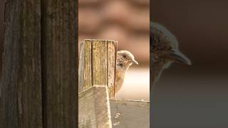 Dunnock [upl. by Hera]