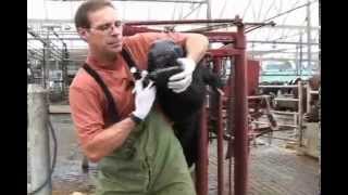 Administering Oral Medications to Dairy Cows [upl. by Nirihs]