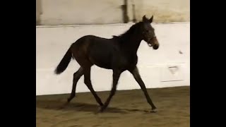 DGS My Sleepy Valentine  2022 Bay AQHA Mare by Too Sleepy To Zip  1122 [upl. by Eniaj]