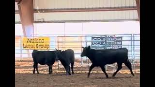 Cowley Bell 2024 Futurity Day 1 [upl. by Erised]