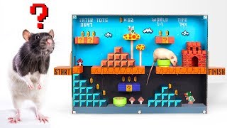 Fabrication de Labyrinthe Pour Rat dans le Style Super Mario ❓🐁 [upl. by Lovato]