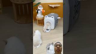 Kucing masuk ke mesin cuci cat pawsup pets softpaws funny catspaw funnycats cute [upl. by Milks474]