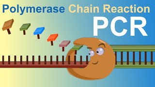 PCR  Polymerase Chain Reaction IQOGCSIC [upl. by Etnohs]