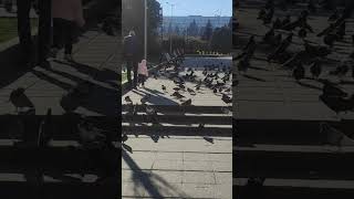 A lot of pigeon 🐦 in the center of Chisinau [upl. by Bevers]