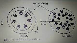 Vd7 Eustele and Atactostele [upl. by Heimer]