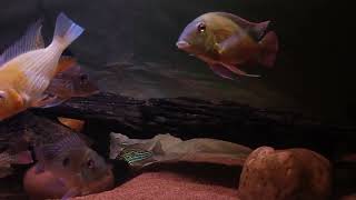 GEOPHAGUS TANK ❤️❤️fish aquariumfishfish aqurium cichlid viral [upl. by Karb]