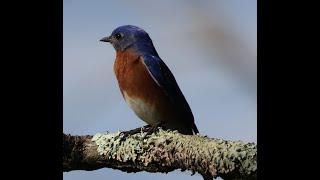 SONGBIRDS 1 Flycatchers Corvids Thrushes [upl. by Fleda829]