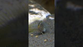 Curious Blenny Fish [upl. by Rennold]