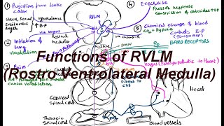 Basic functions of RVLM  Rostro Ventrolateral Medulla BP regulation [upl. by Burny]