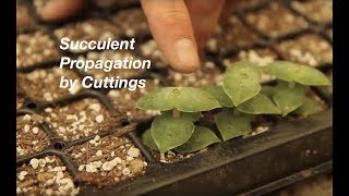 How to Propagate Stacked Crassulas [upl. by Frants]