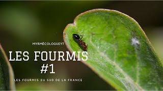 LES FOURMIS DU SUD 1 HD MyrmécologueYT [upl. by Leidba]