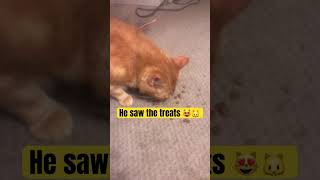 My Cat Saw the treats 😻🐱 [upl. by Ammon]